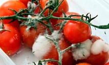 Advierten que el 40 % de los alimentos frescos se deterioran antes de poder ser consumidos