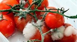 Advierten que el 40 % de los alimentos frescos se deterioran antes de poder ser consumidos