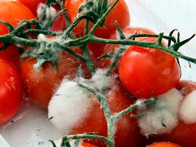 Pérdida de alimentos frescos y su impacto en la seguridad alimentaria