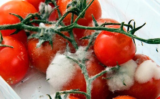 Advierten que el 40 % de los alimentos frescos se deterioran antes de poder ser consumidos