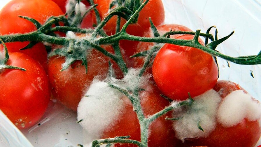 Advierten que el 40 % de los alimentos frescos se deterioran antes de poder ser consumidos