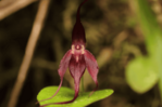 Describen una nueva especie de orquídea en una zona de Ecuador fronteriza con Colombia