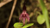 Describen una nueva especie de orqu&iacute;dea en una zona de Ecuador fronteriza con Colombia