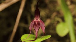 Describen una nueva especie de orqu&iacute;dea en una zona de Ecuador fronteriza con Colombia