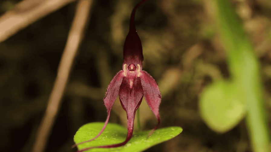 Describen una nueva especie de orquídea en una zona de Ecuador fronteriza con Colombia Describen una nueva especie de orquídea en una zona de Ecuador fronteriza con Colombia