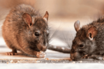 La leptospirosis suma 196 casos y 15 muertes en República Dominicana en lo que va de 2026