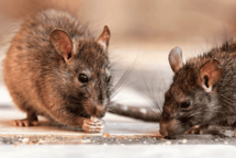 La leptospirosis suma 196 casos y 15 muertes en Rep&uacute;blica Dominicana en lo que va de 2026