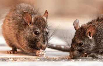 La leptospirosis suma 196 casos y 15 muertes en República Dominicana en lo que va de 2026 La leptospirosis suma 196 casos y 15 muertes en República Dominicana en lo que va de 2026