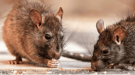 La leptospirosis suma 196 casos y 15 muertes en Rep&uacute;blica Dominicana en lo que va de 2026