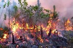 Un incendio forestal devora unas 700 hectáreas de malezas y bosques al este de Cuba Un incendio forestal devora unas 700 hectáreas de malezas y bosques al este de Cuba