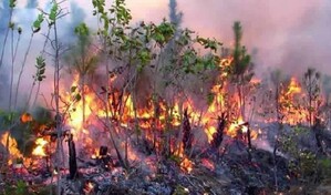 Un incendio forestal devora unas 700 hect&aacute;reas de malezas y bosques al este de Cuba