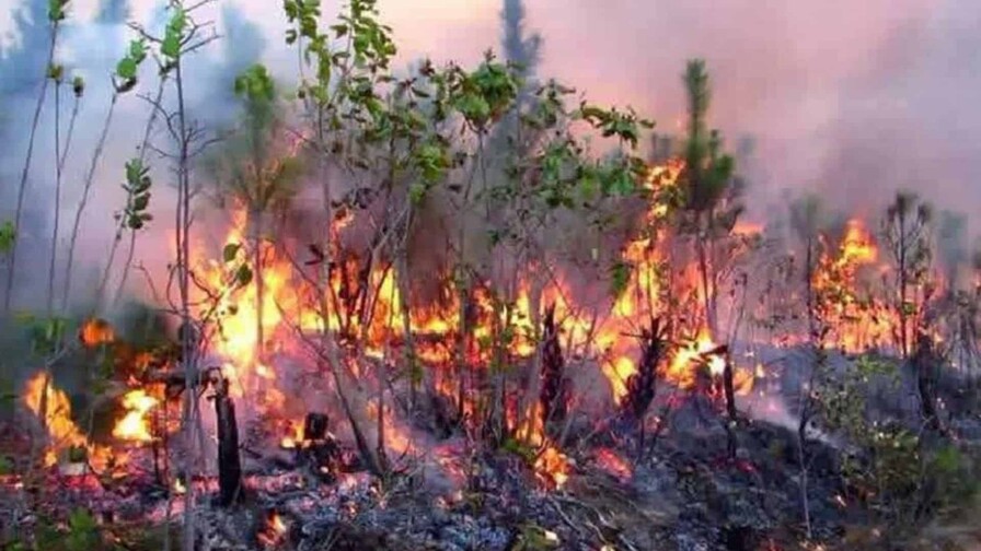 Un incendio forestal devora unas 700 hectáreas de malezas y bosques al este de Cuba Un incendio forestal devora unas 700 hectáreas de malezas y bosques al este de Cuba