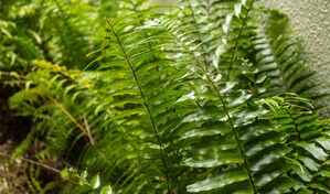 Las plantas que hacen que tu hogar se sienta m&aacute;s fresco