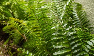 Las plantas que hacen que tu hogar se sienta m&aacute;s fresco