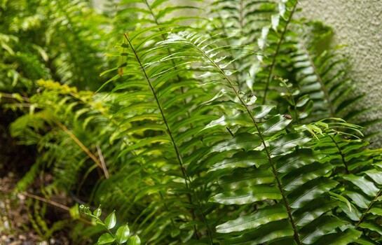 Las plantas que hacen que tu hogar se sienta m&aacute;s fresco