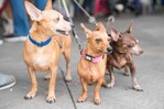 Corea del Norte recomienda la sopa de perro para combatir el calor