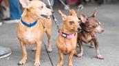 Corea del Norte recomienda la sopa de perro para combatir el calor