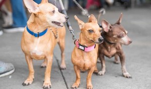 Corea del Norte recomienda la sopa de perro para combatir el calor