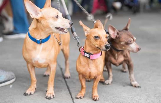 Corea del Norte recomienda la sopa de perro para combatir el calor