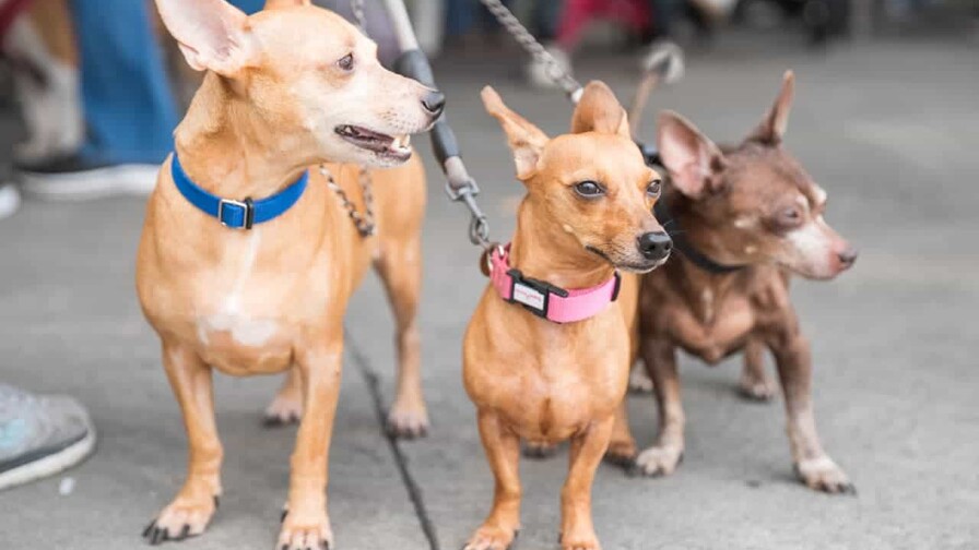 Corea del Norte recomienda la sopa de perro para combatir el calor