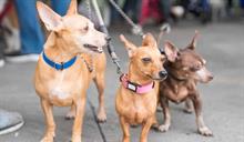 Alcald&iacute;a del Distrito Nacional esteriliza 100 perros y gatos durante jornada