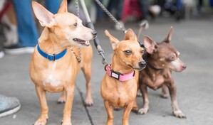 Alcald&iacute;a del Distrito Nacional esteriliza 100 perros y gatos durante jornada