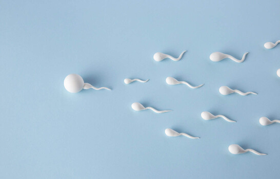 Los factores ambientales son determinantes en la calidad del semen