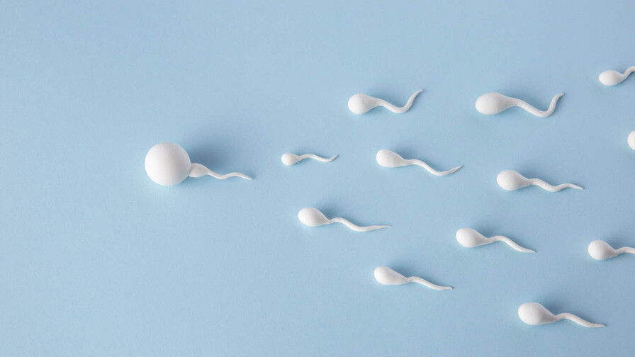 Los factores ambientales son determinantes en la calidad del semen Los factores ambientales son determinantes en la calidad del semen