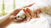 La destrucci&oacute;n de los h&aacute;bitats y ecosistemas entre las causas de la zoonosis