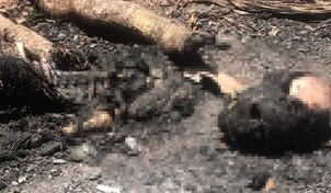 Hallan restos humanos carbonizados en municipio de Dajab&oacute;n
