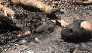 Hallan restos humanos carbonizados en municipio de Dajab&oacute;n