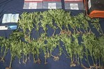 Encuentran plantación de marihuana en zona montañosa de San José de Ocoa
