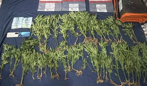 Encuentran plantaci&oacute;n de marihuana en zona monta&ntilde;osa de San Jos&eacute; de Ocoa