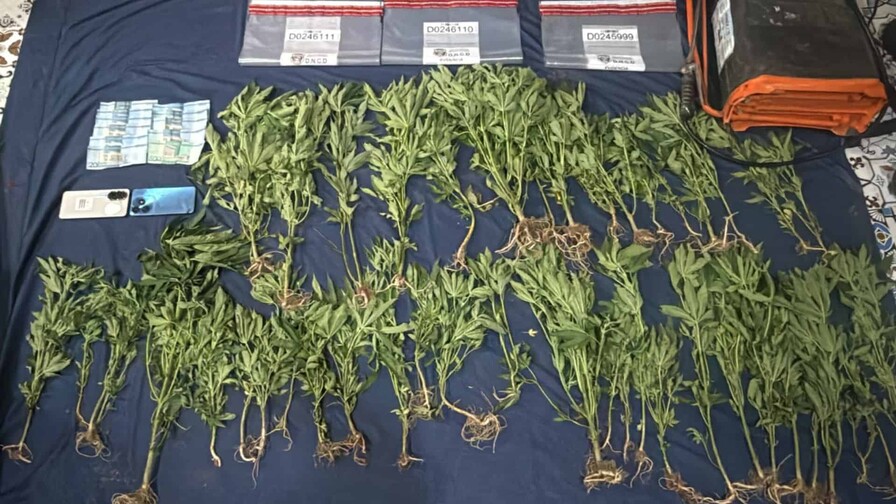 Encuentran plantación de marihuana en zona montañosa de San José de Ocoa Encuentran plantación de marihuana en zona montañosa de San José de Ocoa