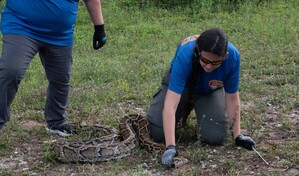 Cientos de cazadores inician en Florida el reto anual de capturar pitones invasoras