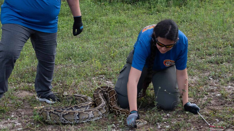 Cientos de cazadores inician en Florida el reto anual de capturar pitones invasoras Cientos de cazadores inician en Florida el reto anual de capturar pitones invasoras