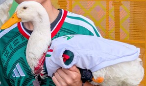 Gobierno de M&eacute;xico otorga vivienda social a la familia del pato Merl&iacute;n
