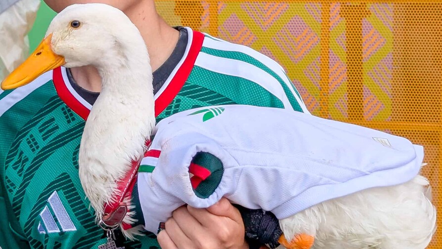 Gobierno de México otorga vivienda social a la familia del pato Merlín Gobierno de México otorga vivienda social a la familia del pato Merlín