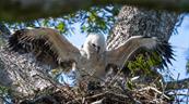 Nace en Bolivia un segundo pich&oacute;n de &aacute;guila arp&iacute;a, especie amenazada