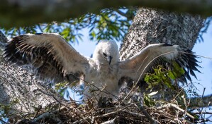 Nace en Bolivia un segundo pich&oacute;n de &aacute;guila arp&iacute;a, especie amenazada