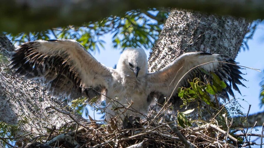 Nace en Bolivia un segundo pich&oacute;n de &aacute;guila arp&iacute;a, especie amenazada