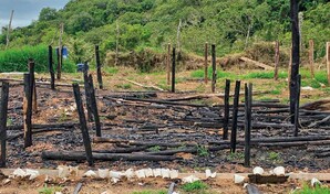 En un mes, Ocoa suma m&aacute;s de 15,437 plantas de marihuana decomisadas