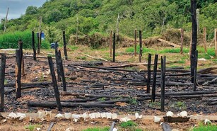 En un mes, Ocoa suma m&aacute;s de 15,437 plantas de marihuana decomisadas