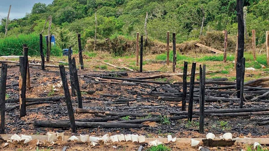 En un mes, Ocoa suma más de 15,437 plantas de marihuana decomisadas En un mes, Ocoa suma más de 15,437 plantas de marihuana decomisadas