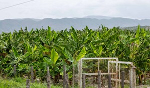 Agricultura dice producci&oacute;n agropecuaria dominicana alcanz&oacute; cifras r&eacute;cord en 2025