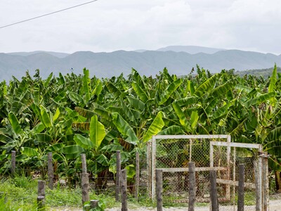 Agricultura dice RD tuvo récord de producción agropecuaria en 2025