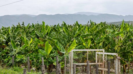 Agricultura dice producci&oacute;n agropecuaria dominicana alcanz&oacute; cifras r&eacute;cord en 2025