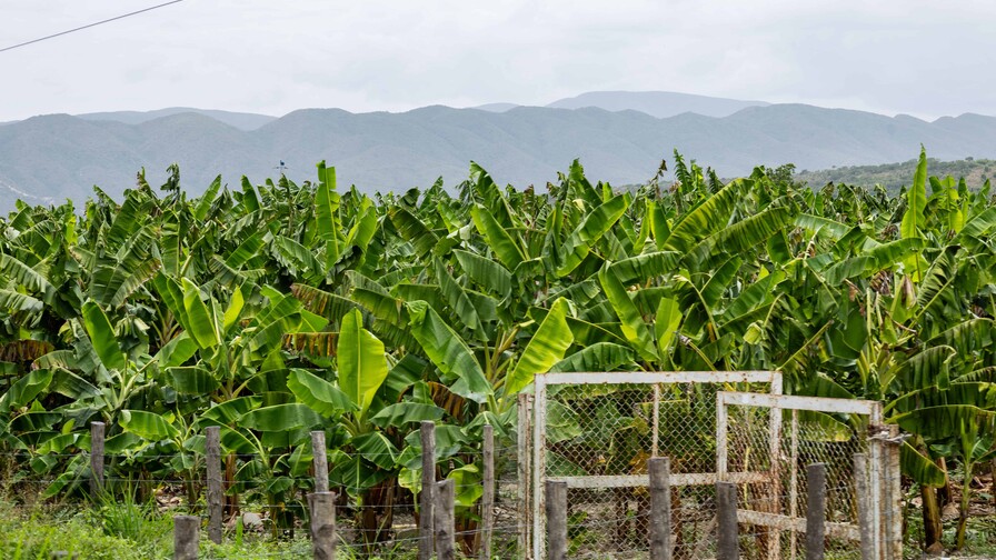 Agricultura dice producción agropecuaria dominicana alcanzó cifras récord en 2025