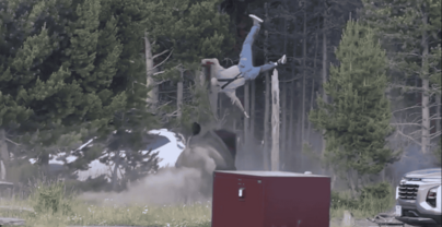 Turista resulta gravemente herido tras ser embestido por un bisonte en Yellowstone