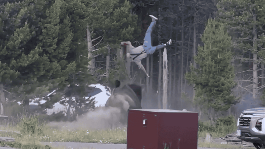 Turista resulta gravemente herido tras ser embestido por un bisonte en Yellowstone
